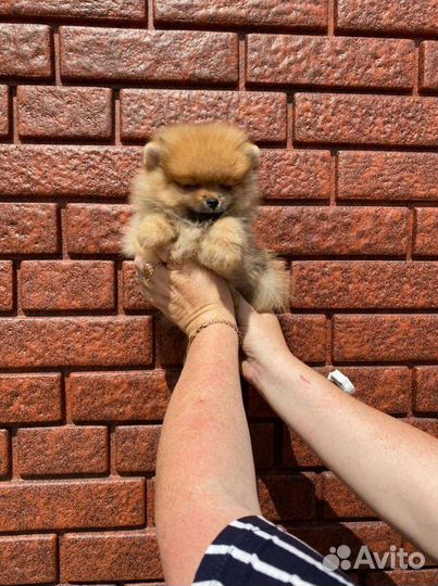 Померанский шпиц щенки