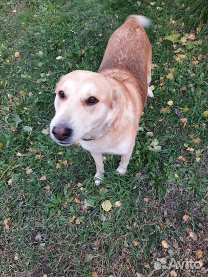 Собака алабай