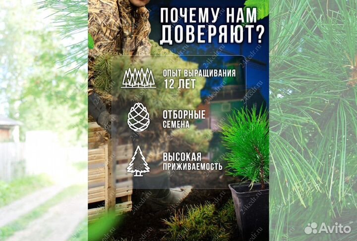 Саженцы кедра