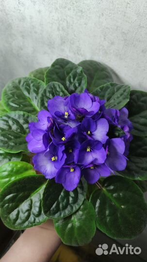 Фиалка Optimara my love