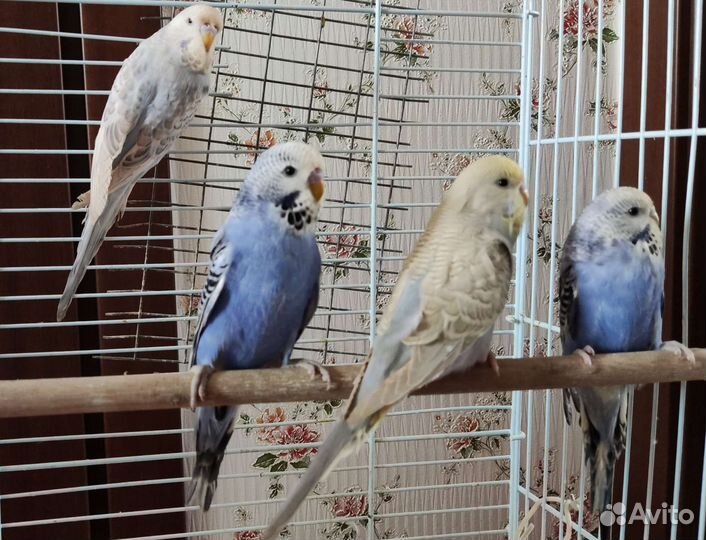 Корелла, певчие, чехи (В.В.П), неразлучники молодь