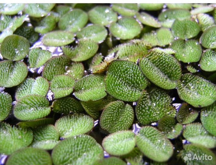 Аквариумные растения