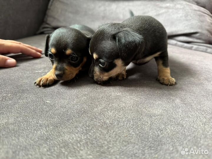 Русский той-терьер