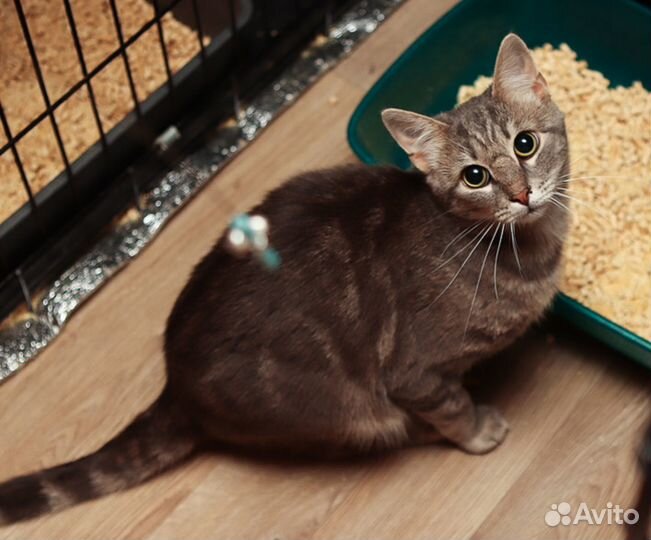 Ласковый добрый кот Мишка в дар