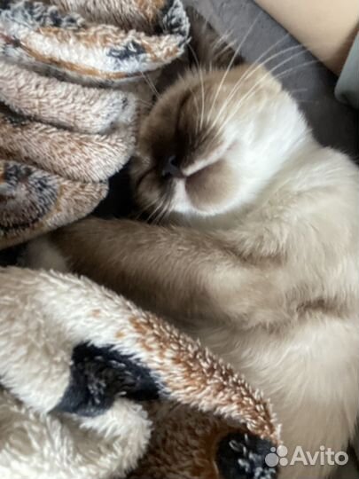 Кошки в добрые руки