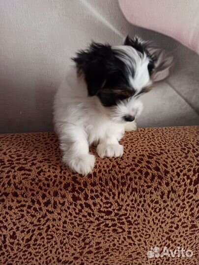 Бивер терьер