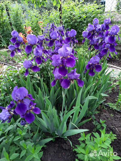 Набор сортовых гибридных ирисов