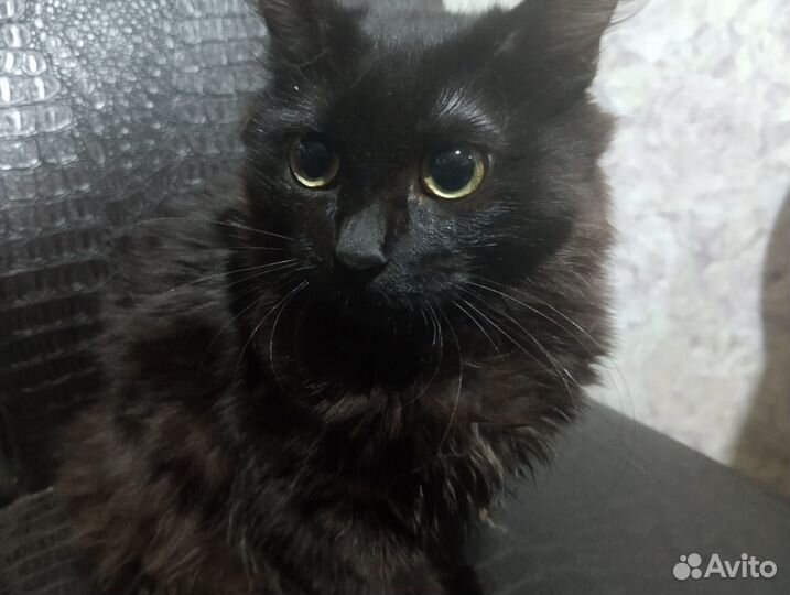 Отдам в добрые руки котенка девочку