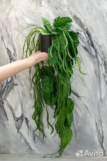 Кашпо с растениями свисающими, монстера
