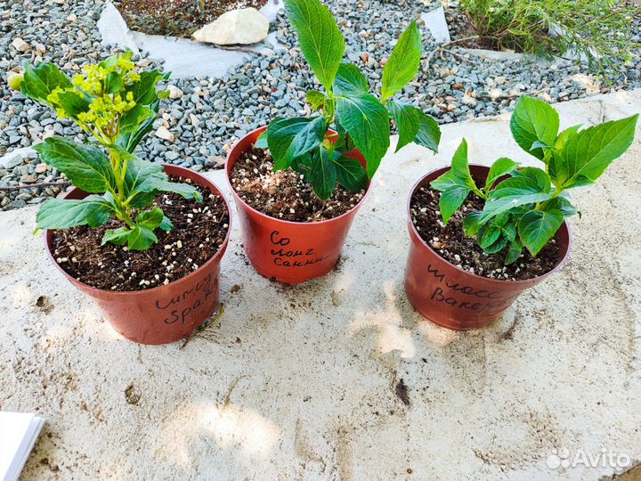 Гортензия крупнолистная Со Лонг Санни и др