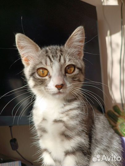 Котенок девочка