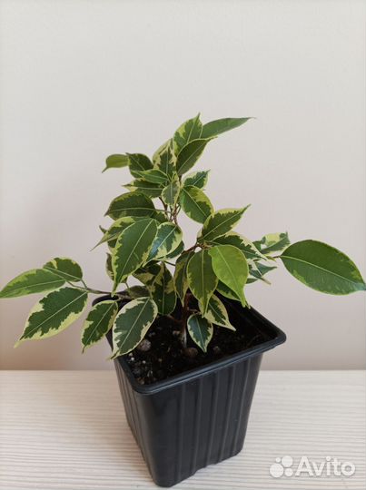 Фикус бенджамина пестролистный Кинки