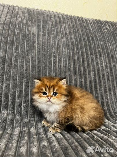 Британская кошка