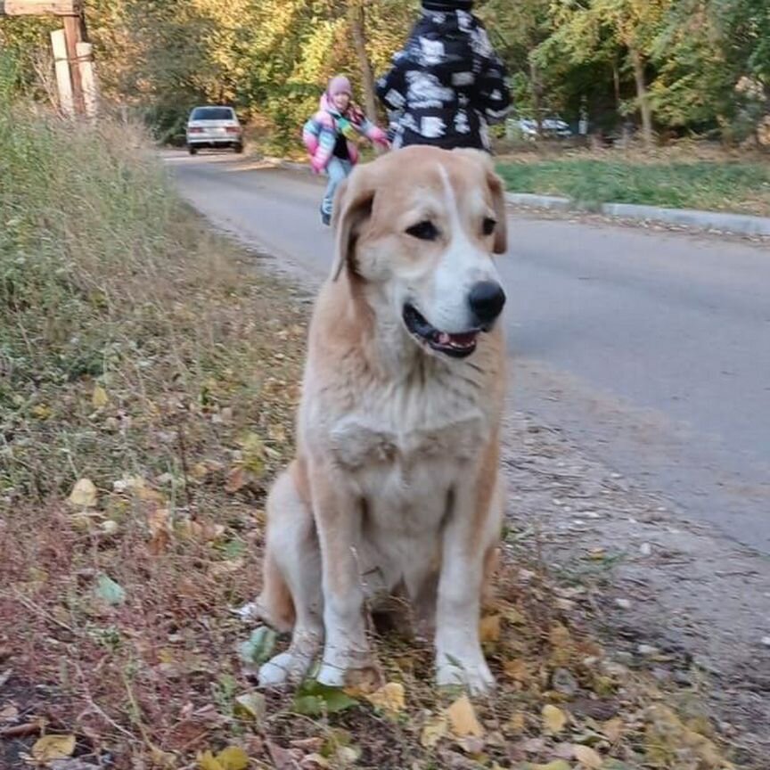 Пристраивается в добрые руки