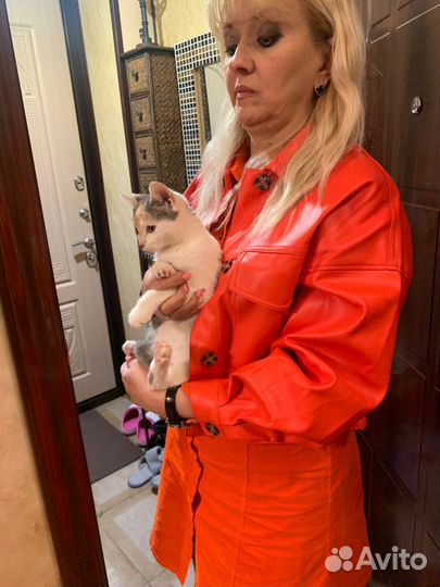 Отдам котёнка в добрые руки