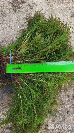 Продаю сеянцы сосны и ели