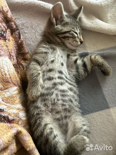 Бенгальский кот