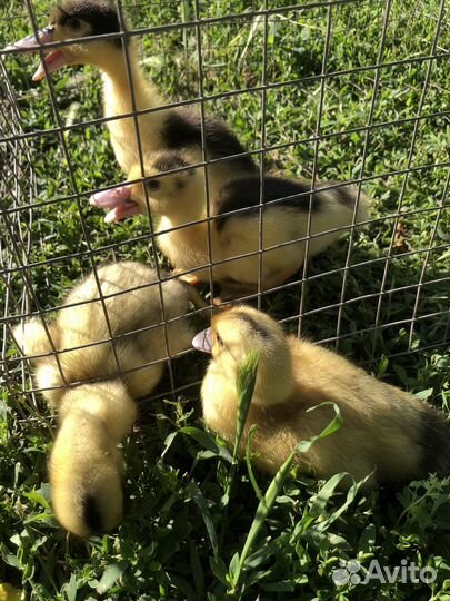 Утята домашние муларды