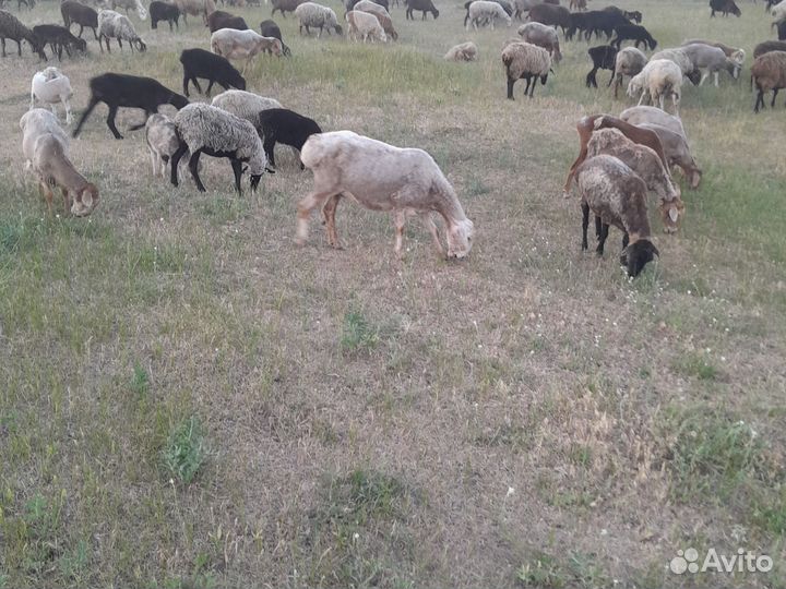 Курдючные бараны овцы