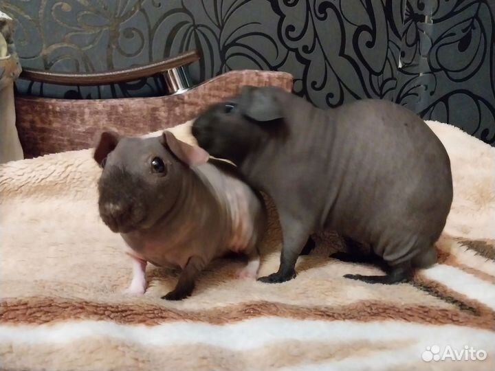 Скинни Морские свинки