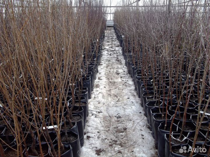 Саженцы плодовых и хвойных, обрезка, опрыскивание