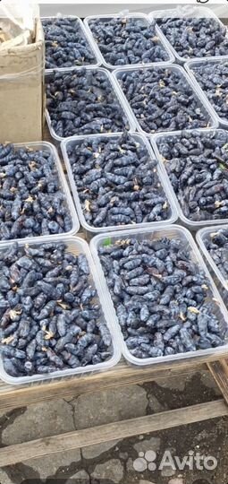 Смородина, Клюква, Черника,белый гриб,жимолость