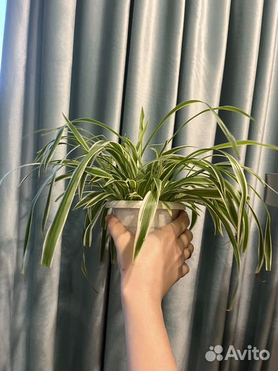 Хлорофитум