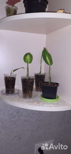 Диффенбахия