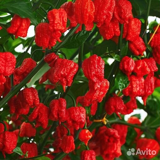 Семена сверхострых перцев чили