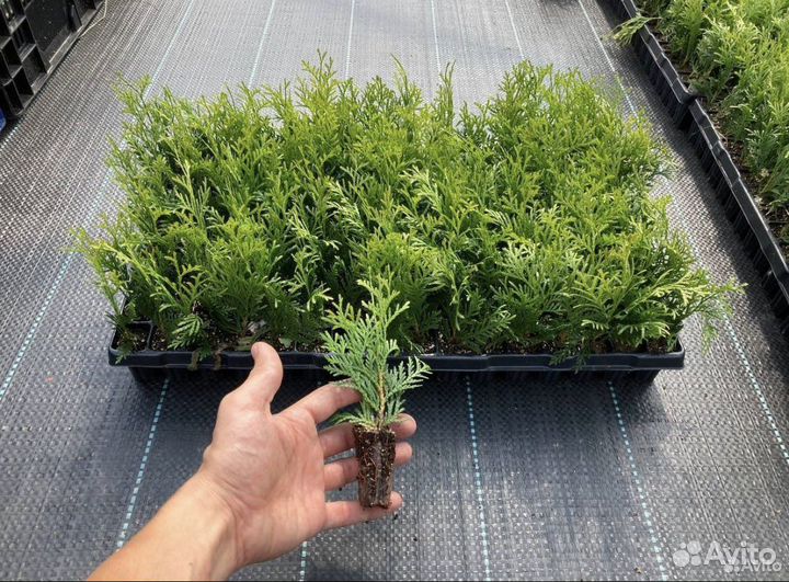 Туя в кассете