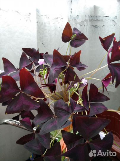 Гибискус китайская роза, Герань лечебная, Оксалис