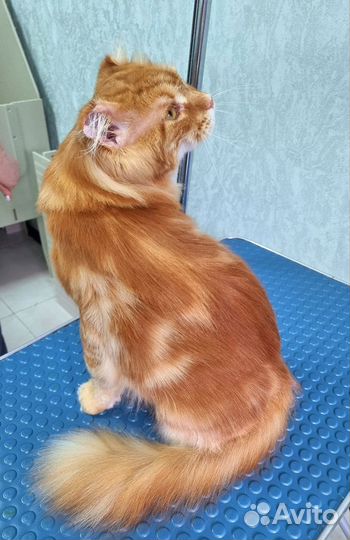 Грумминг кошек