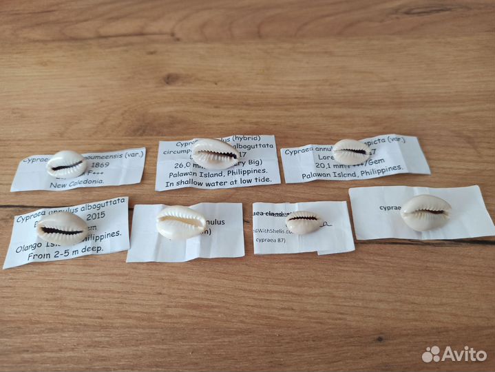 Морские раковины