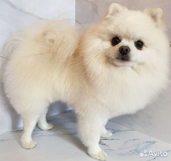 Груминг собак до 7 кг (стрижка и уход)