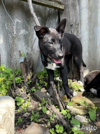 Щенок в добрые руки