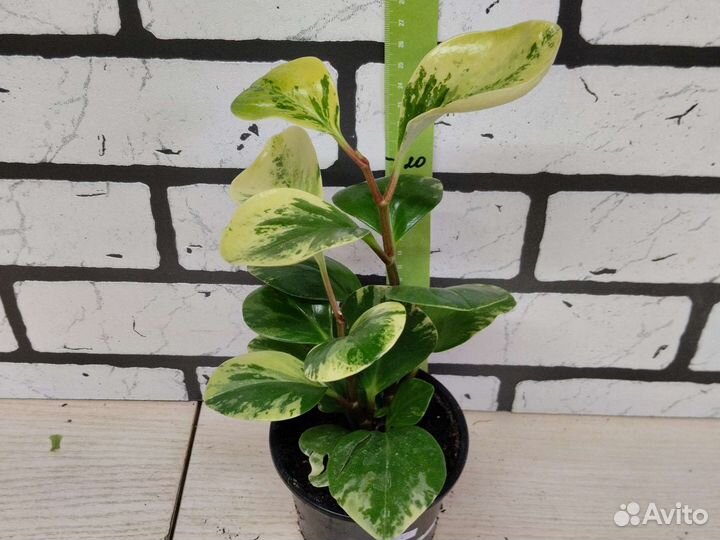 Пеперомия клузиелистная