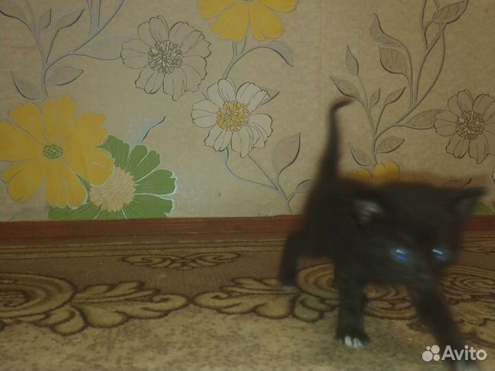 Котята в добрые руки мальчик/девочка