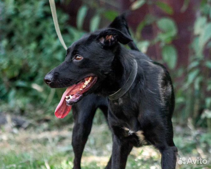 Собака-компаньон Ультима в добрые руки