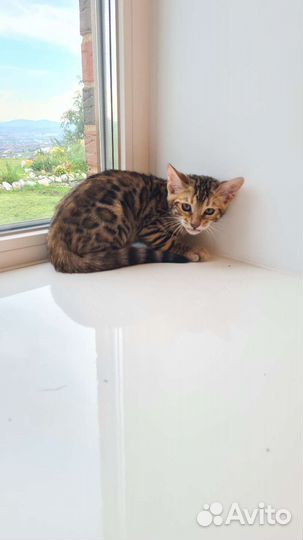 Бенгальская. Котята бенгалята. Маленькие леопарды