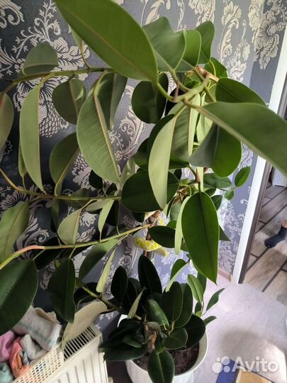 Фикус бенджамина большой