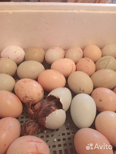 Цыплята суточные