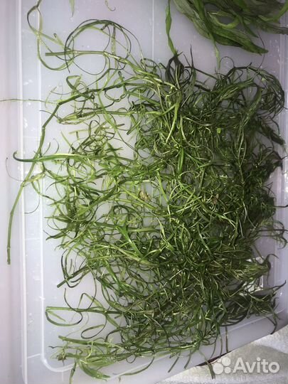 Аквариумные растения