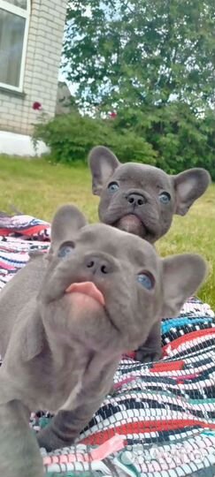 Французский бульдог голубой щенки