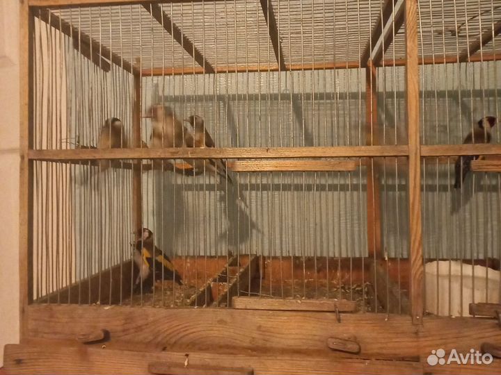 Певчие лесные птицы