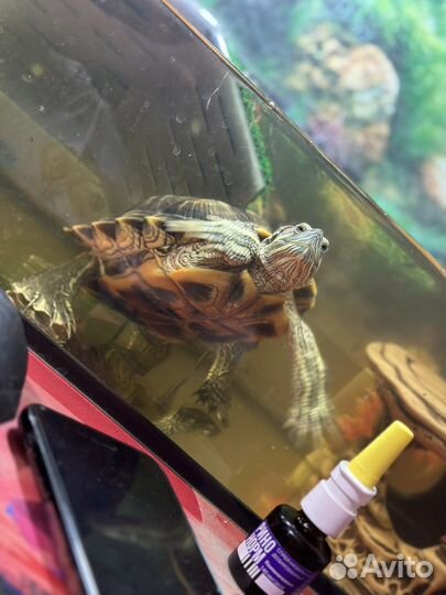 Черепаха с аквариумом