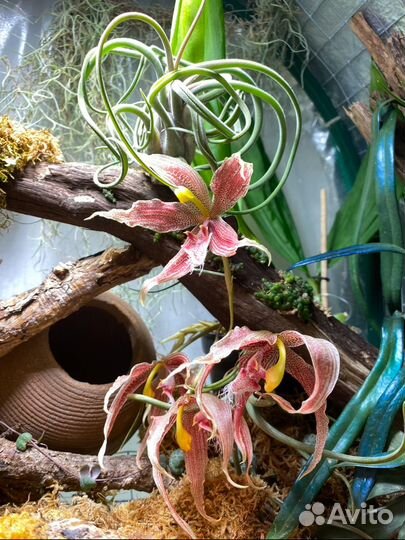 Paphinia herrerae x neudeckeri