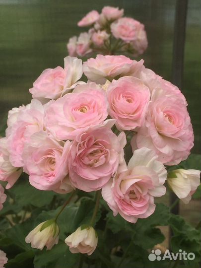 Пеларгонии сортовые