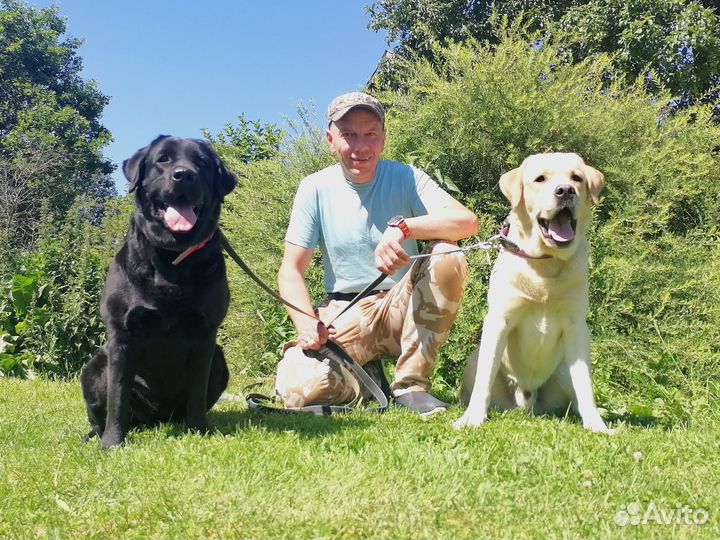 Дрессировка собак Дрессировка с проживаниеми