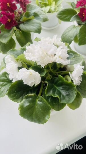 Фиалка белая махровая