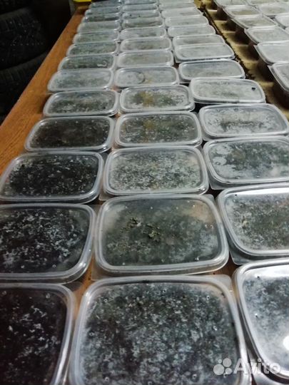 Черви оптом и розницу